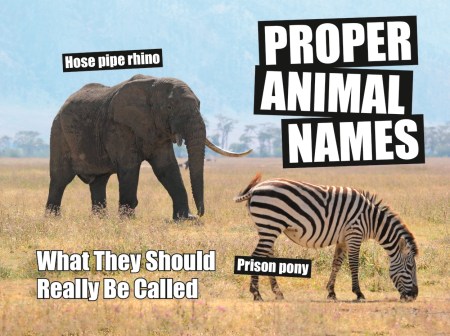 Proper Animal Names