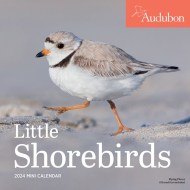 Audubon Little Shorebirds Mini Wall Calendar 2024